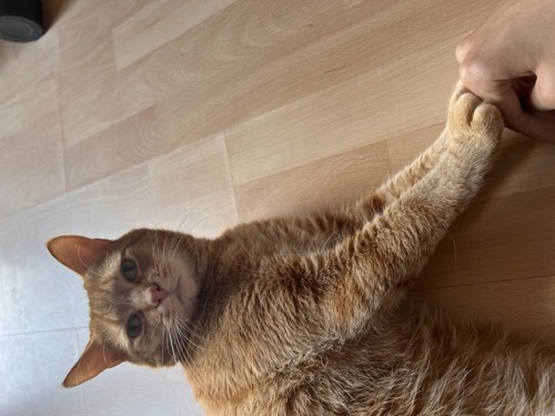 Original pet photo